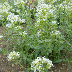 Centranthus ruber albus de Magnus Manske, CC BY-SA 3.0 via Wikimedia Commons