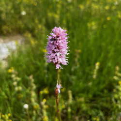 Bistorta officinalis par Semences du Puy