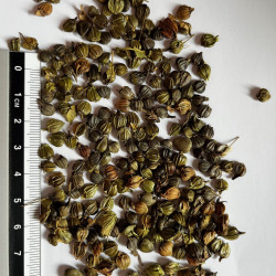 Graines de Carpinus betulus - Semences du Puy