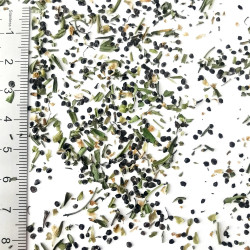 Graines de Linaria vulgaris - Semences du Puy