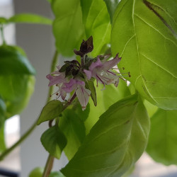 Ocimum basilicum Semences du Puy