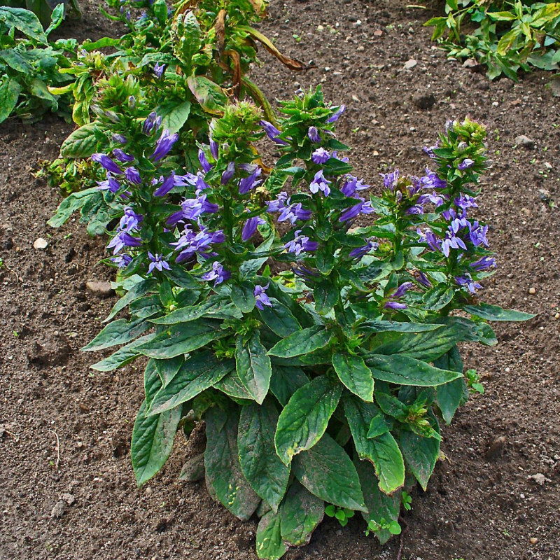 Lobelia siphilitica par H. Zell Wikimedia