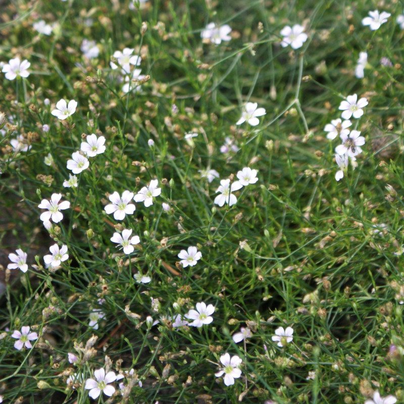 Petrorhagia saxifraga par Krzysztof Ziarnek, Kenraiz Wikimedia