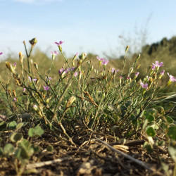 Petrorhagia saxifraga par Stefan.lefnaer Wikimedia