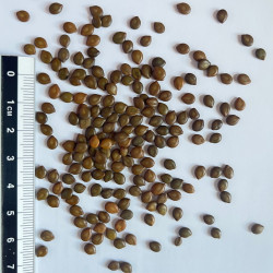 Graines de Cassia spectabilis par Semences du Puy