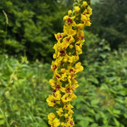 Verbascum nigrum par Semences du Puy