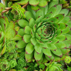 Sempervivum tectorum par Semences du puy