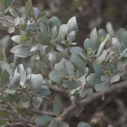 Atriplex halimus de Fabricio Cardenas, CC BY-SA 4.0, via Wikimedia Commons