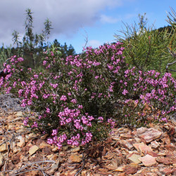 Erica umbellata de Krzysztof Ziarnek, Kenraiz, CC BY-SA 4.0, via Wikimedia Commons