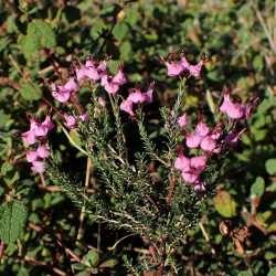 Erica umbellata de Krzysztof Ziarnek, Kenraiz, CC BY-SA 4.0, via Wikimedia Commons