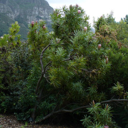 Protea neriifolia de Andrew massyn, Public domain, via Wikimedia Commons