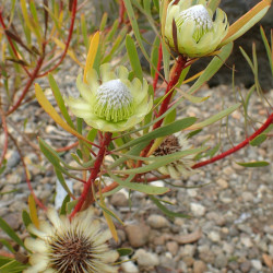 Protea scolymocephala de Krzysztof Ziarnek, Kenraiz, CC BY-SA 4.0, via Wikimedia Commons