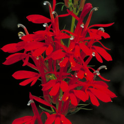 Lobelia cardinalis par Barnes, Dr. Thomas G. Wikimedia