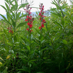 Lobelia cardinalis par Ayotte, Gilles Wikimedia