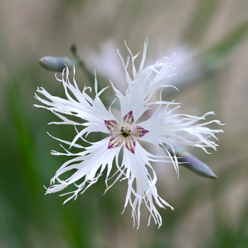 Dianthus arenarius par Krzysztof Ziarnek, Kenraiz Wikimedia