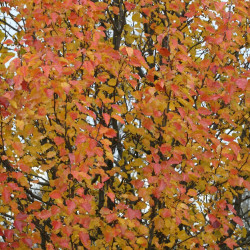 Pyrus calleryana de R. A. Nonenmacher, CC BY-SA 4.0, via Wikimedia Commons