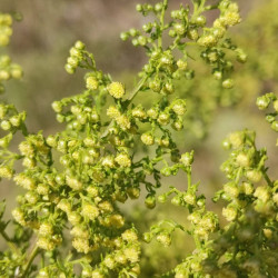 Artemisia annua par Corentin D sur Wikimedia commons