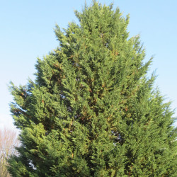 Thuja occidentalis de Sciencia58, CC BY-SA 4.0, via Wikimedia Commons