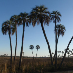 Butia yatay de Joshua Stone, CC BY-SA 3.0, via Wikimedia Commons