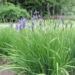 Iris sibirica par Krzysztof Ziarnek, Kenraiz Wikimedia