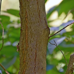 Carpinus japonica de Krzysztof Golik, CC BY-SA 4.0, via Wikimedia Commons