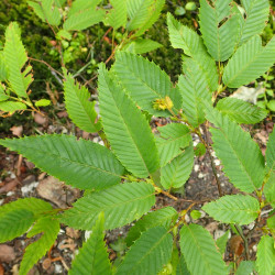 Carpinus japonica de Krzysztof Ziarnek, Kenraiz, CC BY-SA 4.0 via Wikimedia Commons