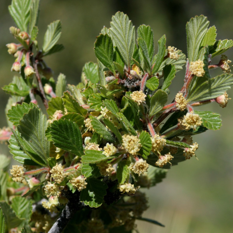 Cercocarpus montanus par Patrick Alexander from Las Cruces, NM Wikimedia