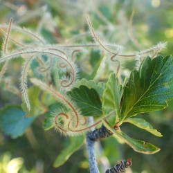 Cercocarpus montanus par Krzysztof Ziarnek, Kenraiz Wikimedia