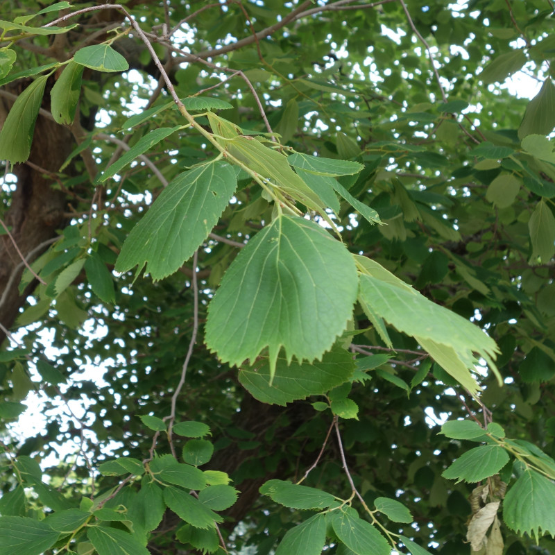 Celtis koraiensis par Jean.claude Wikimedia