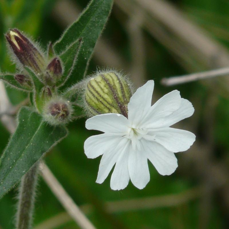 Silene latifolia par Hans Braxmeier de Pixabay