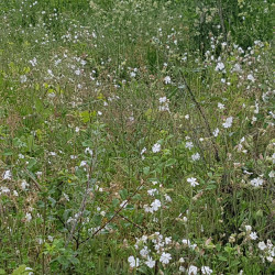 Silene latifolia - Semences du Puy