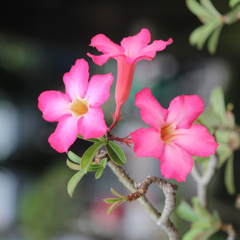 Adenium obesum par Phước Hữu de Pixabay