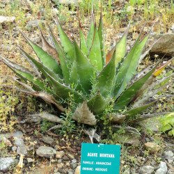 Agave montana par Daderot Wikimedia