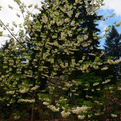 Halesia carolina de Sgerbic, CC BY-SA 4.0, via Wikimedia Commons