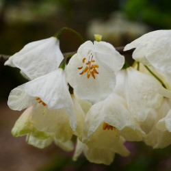 Halesia carolina de Sgerbic, CC BY-SA 4.0, via Wikimedia Commons