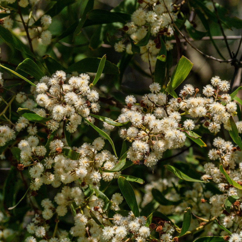 Acacia melanoxylon de John Robert McPherson, CC BY-SA 4.0, via Wikimedia Commons