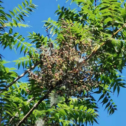 Pistacia chinensis de Ping an Chang, CC BY-SA 4.0, via Wikimedia Commons