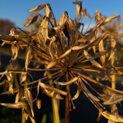 Agapanthus umbellatus par Semences du Puy