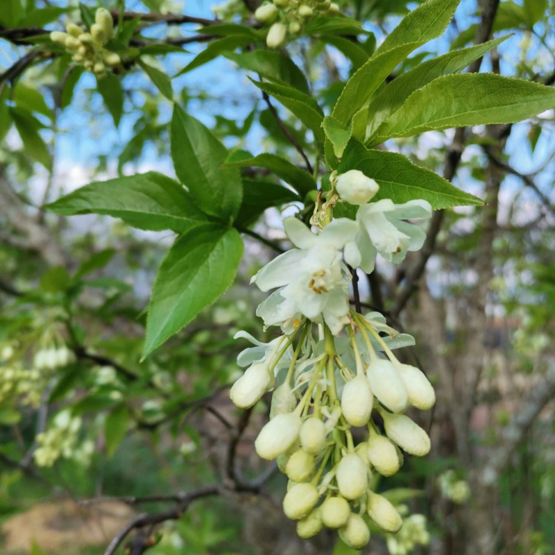 Staphylea colchica prise par le Verger du Mas Bellanger