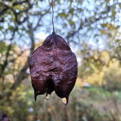 Staphylea colchica prise par le Verger du Mas Bellanger