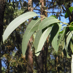 Eucalyptus par Abel Domínguez de Pixabay