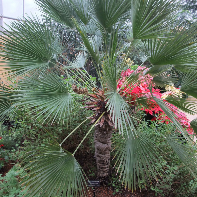 10 Graines Palmier Nain Chamaerops Humilis - Pour Intérieur Ou Véranda - Le Grenier D'Abondance