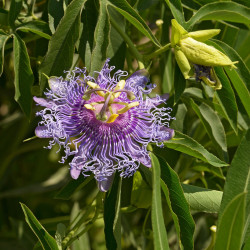 Passiflora incarnata de Ввласенко, CC BY-SA 3.0, via Wikimedia Commons