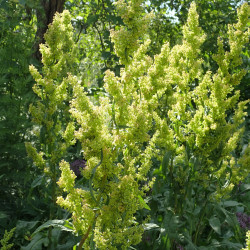 Rumex patientia par Krzysztof Ziarnek, Kenraiz Wikimedia