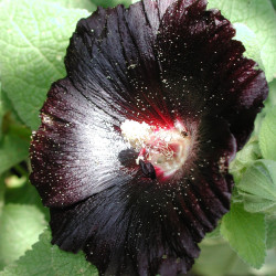 Alcea rosea nigra par Pd4u Wikimedia