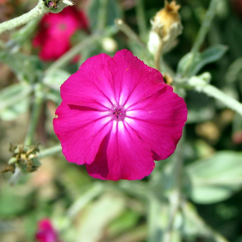 Lychnis coronaria par Agnieszka Kwiecień Nova Wikimedia