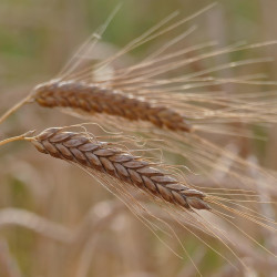 Hordeum vulgare par Pictavio de Pixabay