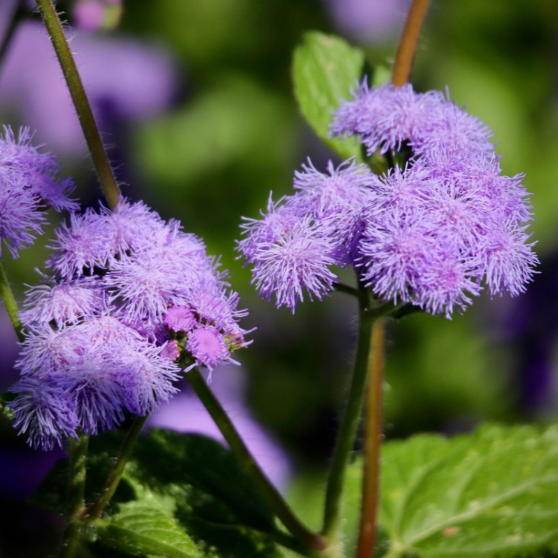 Ageratum houstonianum par Annette Meyer de Pixabay