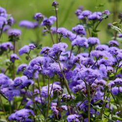 Ageratum houstonianum par Annette Meyer de Pixabay