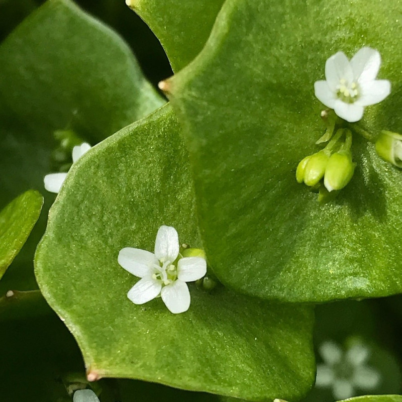 Claytonia perfoliata par Benedikt Ewald de Pixabay